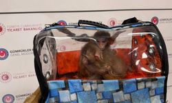 Ticaret Bakanlığı ekipleri 85 binden fazla canlı hayvan ele geçirdi