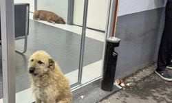 Rezalet! Hastane köpek çiftliğine döndü