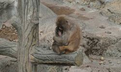 Gündem olan yalnız maymundan yeni haber