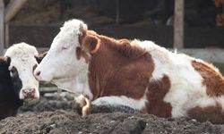 Güney Afrika'da şap salgını nedeniyle 'ulusal afet hali ilan edildi