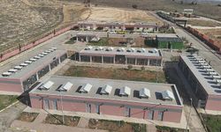 Şanlıurfa'da binlerce sahipsiz hayvan toplandı