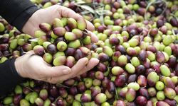 Milas Çekişke zeytinine AB tescili yolda