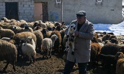 Van'da küçükbaş hayvancılık devlet desteğiyle artıyor