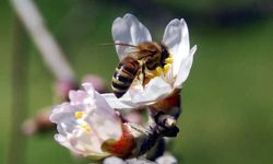 Arıların genetiğini bozan gizli tehlike