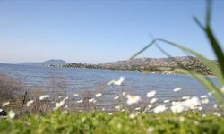 Bafa Gölü'nde balık çoğaldı