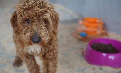 Yasa dışı köpek üretimine 2,1 milyon lira ceza