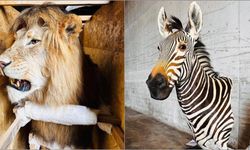 Dubai'den Gürcistan'a kaçakçılık Trabzon'da durduruldu