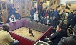 Horoz dövüştürenlere para cezası