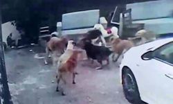 Başıboş köpeklerin saldırdığı gebe kedi öldü