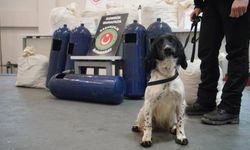 Hassas burunlar gizlenen uyuşturucuları buldu