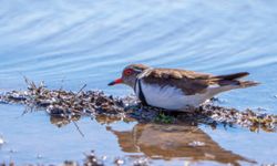 Türkiye'de ilk kez takkeli cılıbıt kuşu görüldü