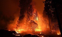 ABD'deki orman yangınlarında 120'den fazla ev kül oldu