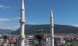 Burdur'da leylekler 30 yıldır aynı elektrik direğine yuva yapıyor