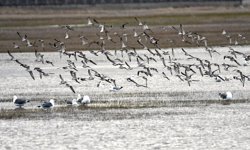 Kars'ta havanın ısınmasıyla canlanan doğa kuşlarla renklendi