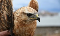 Kars'ta yaralı bulunan kızıl şahin, tedavi altına alındı