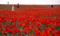 Kazakistan'da koruma altındaki bozkır laleleri, doğayı kırmızıya boyadı