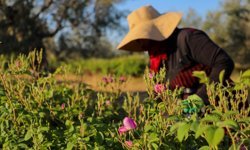 Tunus'un Kayrevan kentinde Şam gülü üreticiliği yerel ekonomiye can suyu oluyor