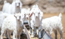 Islah projeleriyle yerli keçi ırklarında sayı artıyor