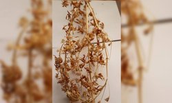 21 yıllık emekle geliştirilen “Ateş Mavisi” tescillendi