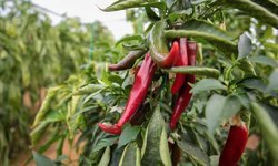 Zirai ilaçlara dijital takip: B-Reçete geliyor