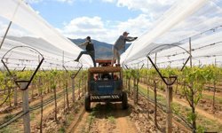 Üzüm bağları 'dolu tülü' ile korumaya alındı