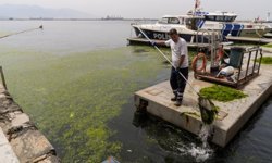 İzmir Körfezi'nde yosun tabakası oluştu