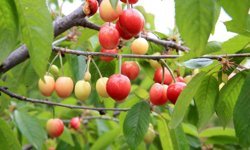 İlk kiraz hasadı yapıldı