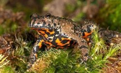 Bu Zehirli Kurbağa Türkiye'de Yaşıyor!