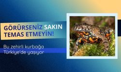 Bu Zehirli Kurbağa Türkiye'de Yaşıyor!