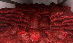 10 ton kaçak midye ele geçirildi