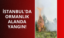 İstanbul'da ormanlık alanda yangın