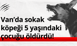 Van'da sokak köpeği 5 yaşındaki çocuğu öldürdü