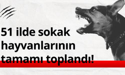 Bakan Çiftçi: 51 ilde sokak hayvanlarının tamamı toplandı