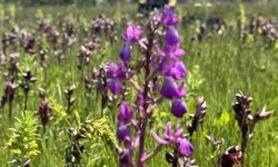 Salep orkidesi toplayan kişiye rekor ceza