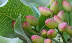 Siirt fıstığında "yok yılı" ezberi bozuluyor