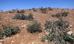 Vahşiliğin böylesi! İsrailliler zeytin ağaçlarını söktü