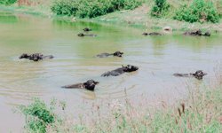 İstanbul’un köylerinde mandalar ve sulak alanların yaşayan mirası kutlanacak