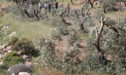İsrail teröristleri 400 zeytin ağacını kesti