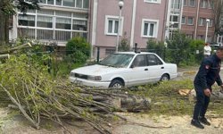 İstanbul'da şiddetli rüzgar nedeniyle ağaç devrildi