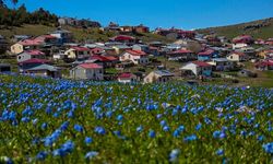 Ardahan'ın yaylaları baharla canlanmaya başladı