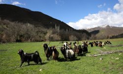 Bitlis'in dağlarında kış, meralarında bahar yaşanıyor