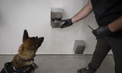 Dedektör köpek 'Axel' suçluların gizlediği dijital delilleri buluyor