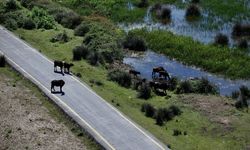 Samsun'da büyükbaş ve küçükbaş hayvan varlığı artıyor