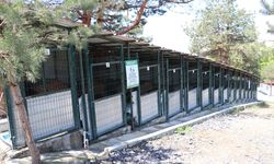 Zonguldak'taki doğal yaşam alanları 12 binden fazla sahipsiz köpeğe yuva oluyor
