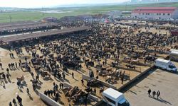 Hayvancılık merkezlerinde bayram hareketliliği arttı
