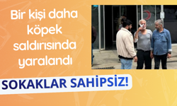 Yine köpek yine saldırı! 1 yaralı