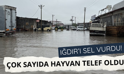 Iğdır'ı sel vurdu! Küçükbaş hayvanlar telef oldu