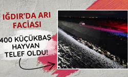 Iğdır'da arı faciası! 400 küçükbaş hayvan telef oldu