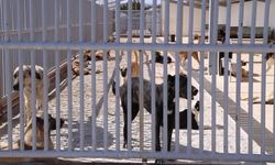 Konya’da saldıran köpeğin sahibine rekor ceza