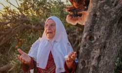 Filistinlilerin ağaçlarından bile korkuyorlar!